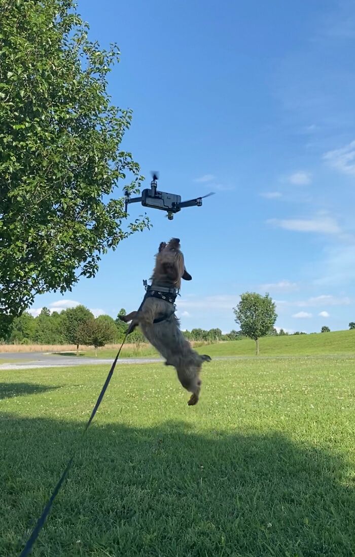 Amos, The Drone Hunter.