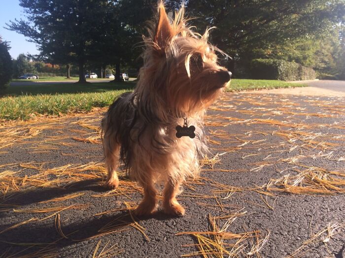 I Have A Winston! His Name Is Amos!!