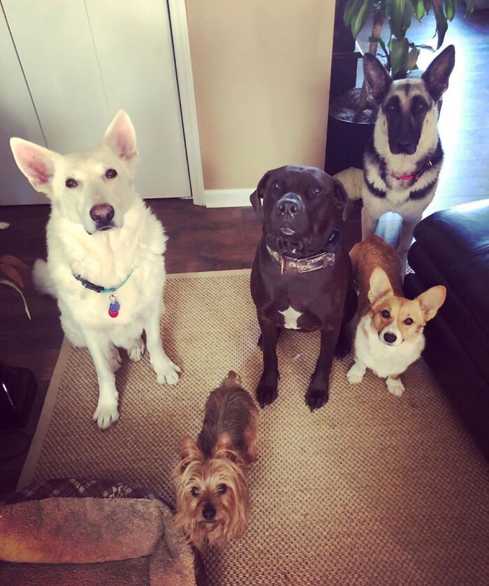 My 5. Cesar, White Shepherd, Amos, Silky Terrier, Zeus, A Pitt, Reina, Shepherd, Honey A Corgi