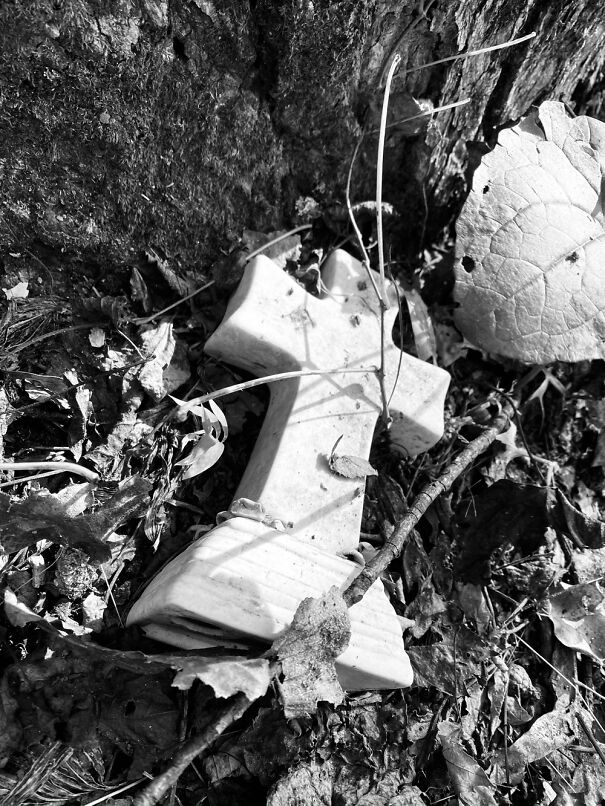 Someone Left This In My Yard.