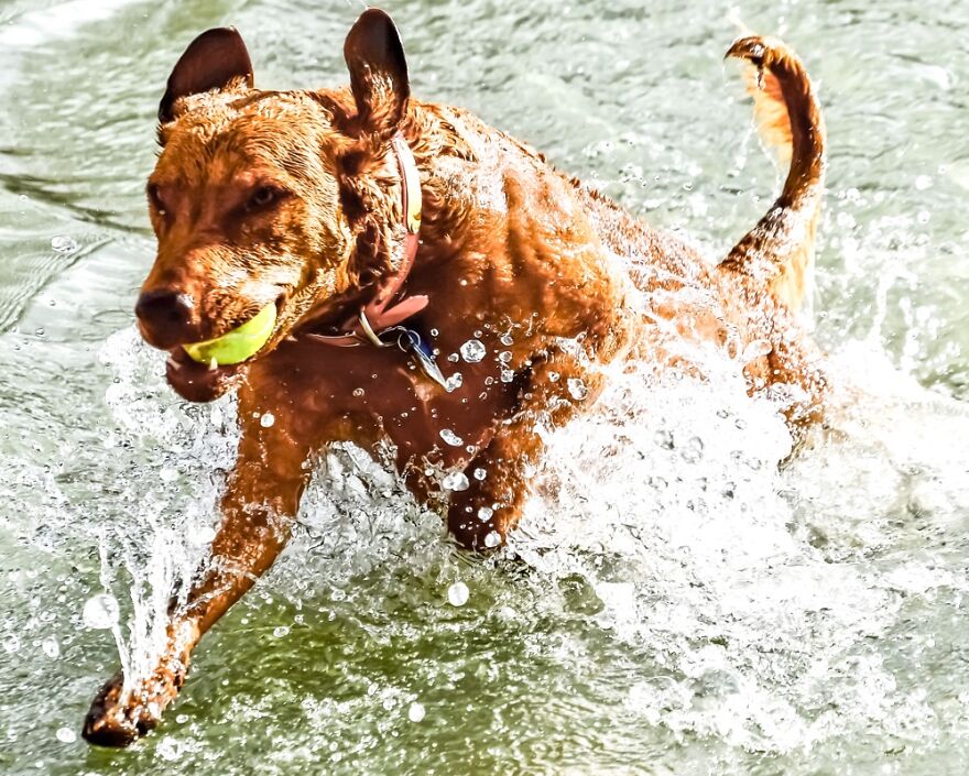 Our 10 Month Old Chesapeake Bay Retriever Enjoying Her First Swim.