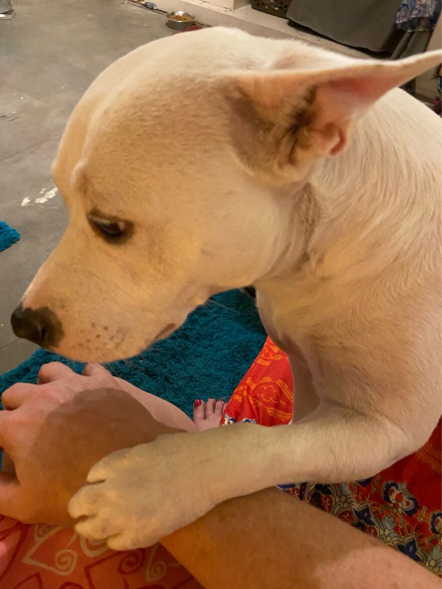 Calli, My Newest Rescue. Why Are You So Obsessed With Me?!?!?!