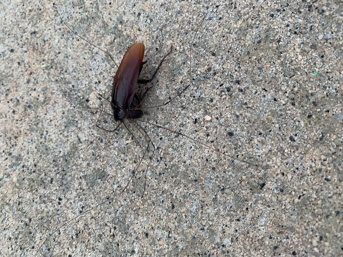 A Daddy Longlegs Eating A Cockroach 🤮