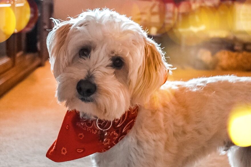 Odie My Service Dog ❤️