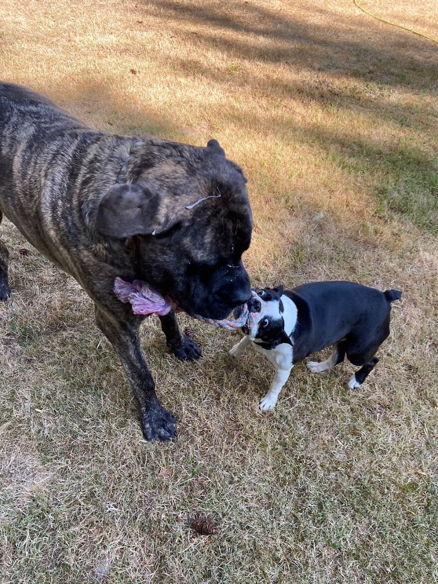 My Mastiff And Boston Terrier. My Mastiff Could Win, But Lets My Boston Win Every So Often.