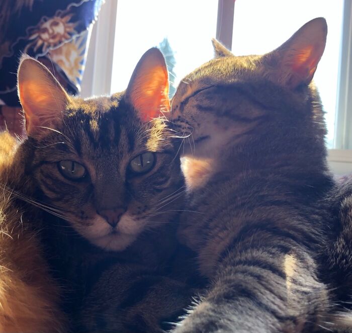 Oliver And Leeloo - Siblings, 10 Years Old ❤️