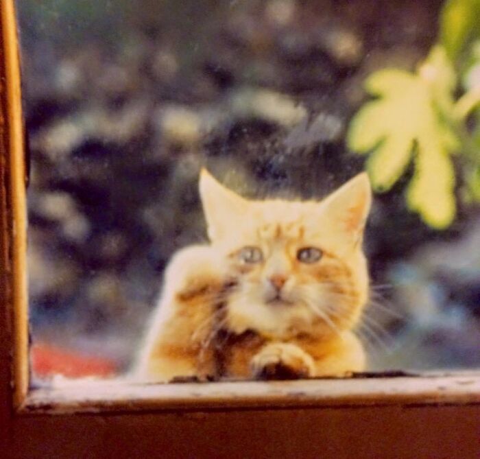 My Childhood Cat, Fred, Knocking To Come In!
