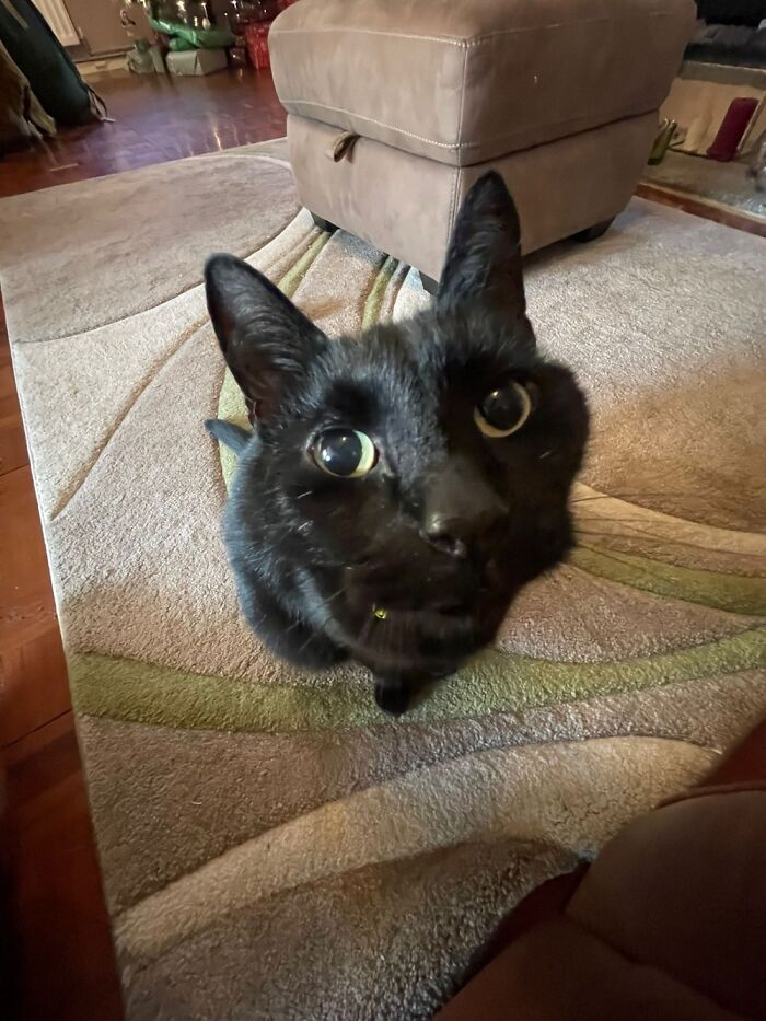 “Feed Me Pweeze!”