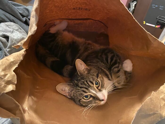 Bag Of Cat Parts