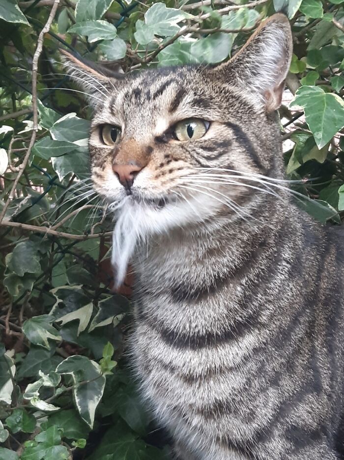 Neighbours Cat Was Tasty!