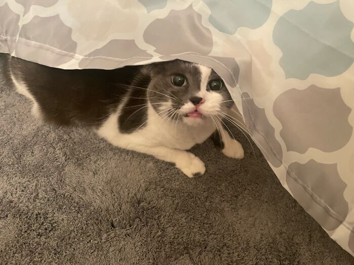 He Thought He Was Hiding...then He Saw Me 😹