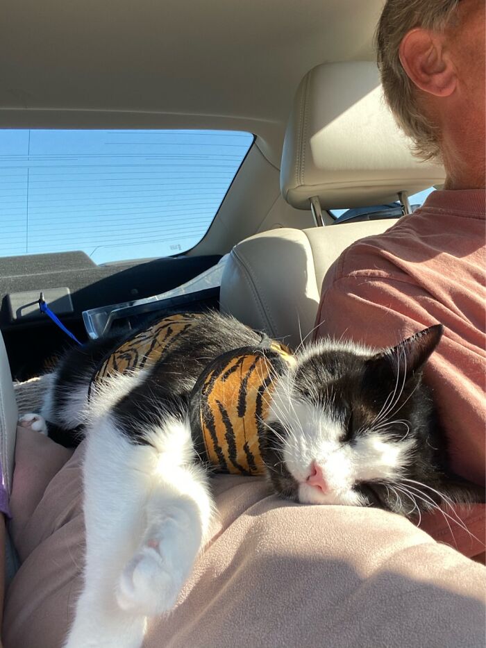 My Kitty Loves A Road Trip.