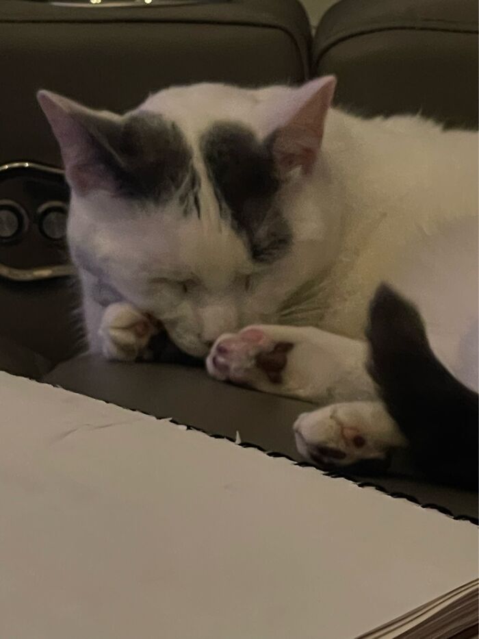 Samson Sniffing His Feet While Sleeping