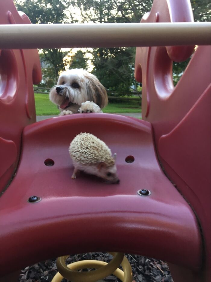 Brandy And Kitty On The Playground