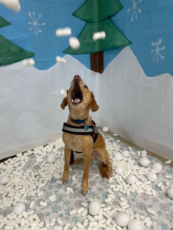 Marshal, My Class Therapy Dog. Trying To Eat The Peanut Snow During Pictures.