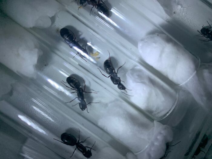 My Ants! Here Are Some Carpenter Ants I Caught This Summer, Hopefully The Will Thrive