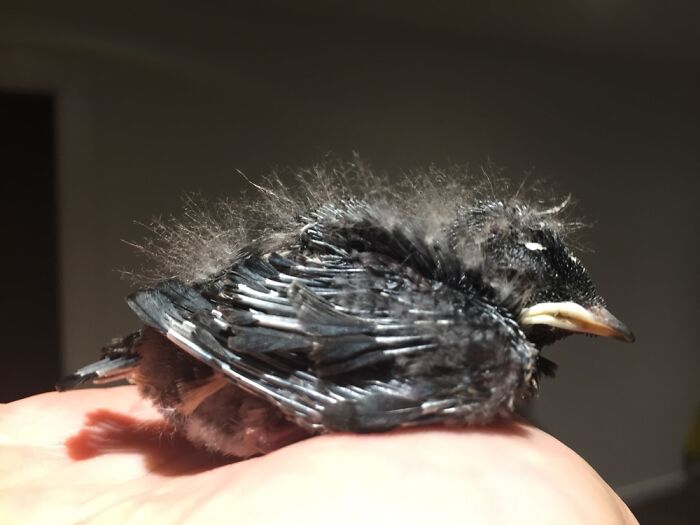 A Little Swallow Starting To Grow Feathers