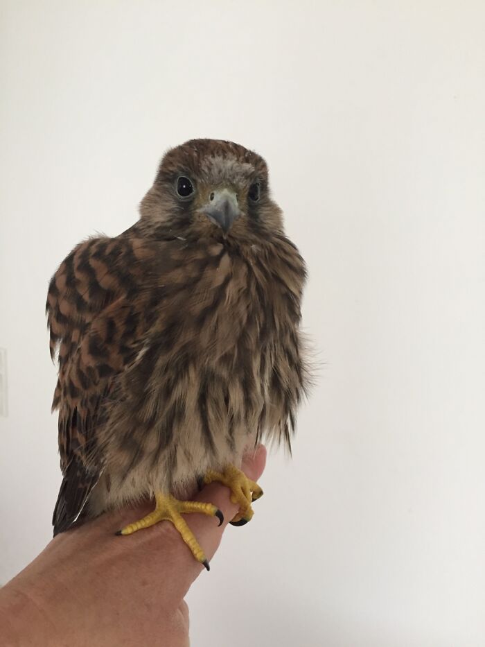 Injured Baby Falcon I Raised