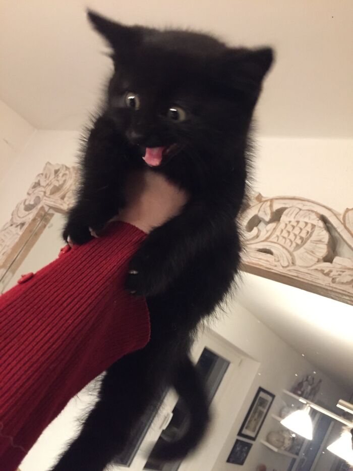 My Little Devil Saved From Getting Drowned - First Day Home And He Got To See The Big Dogs