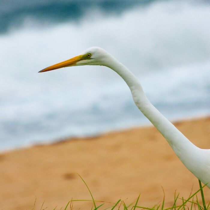 Egret, Australia