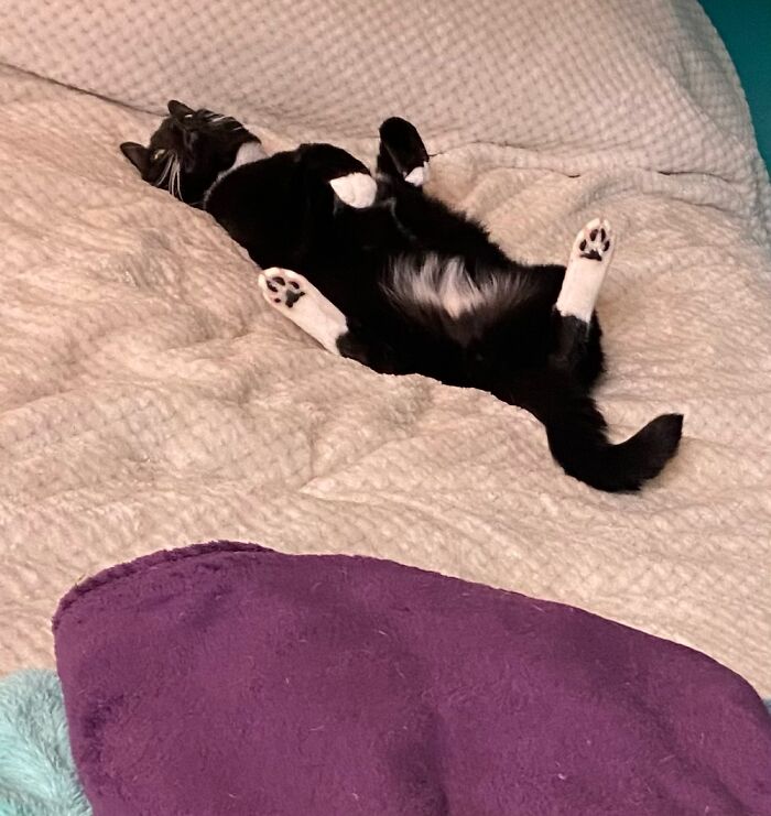 Rub The Belly! But Really, Don’t. He’ll Nail You. He Hates Everyone But Me. :d