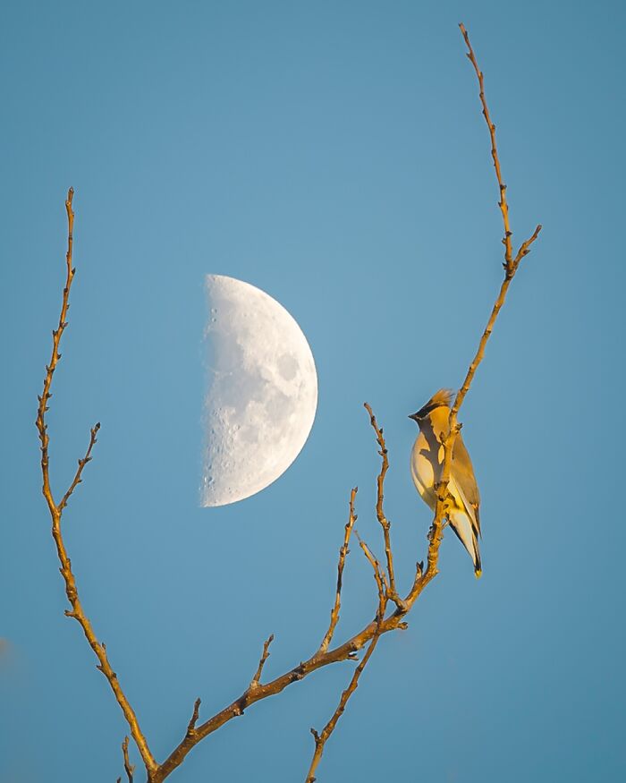 Cedar Waxwing And The Moon.