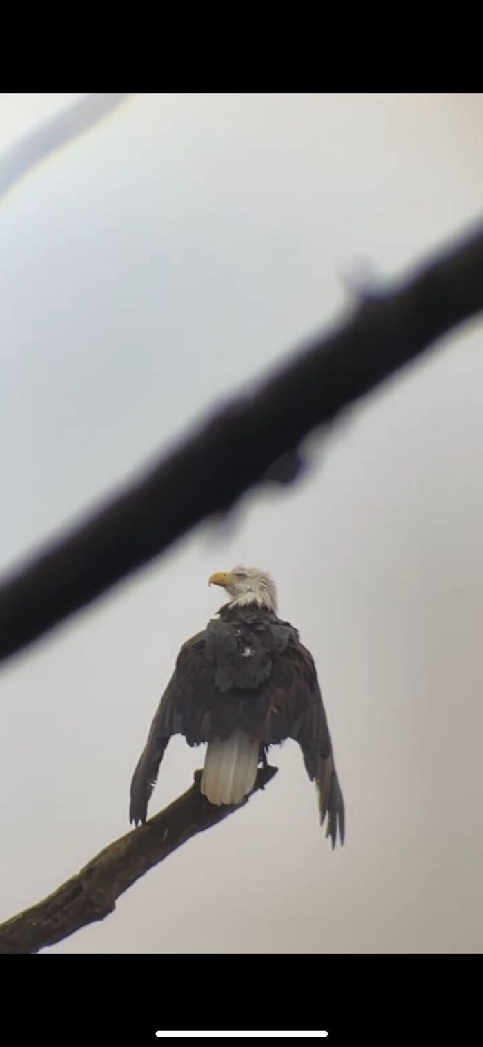 We Found An Eagles' Nest Near Where We Live. I Have Witnessed Them Switching Places At The Nest