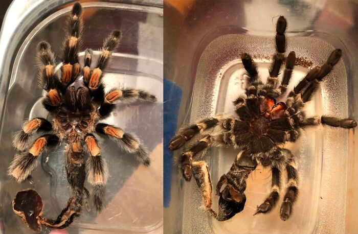 Two Molts From My Lovely Female Brachypelma Smithi (Mexican Red Knee Tarantula)