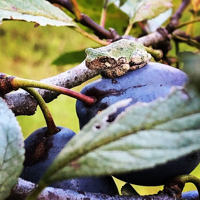 Plum Tree Tree Frog