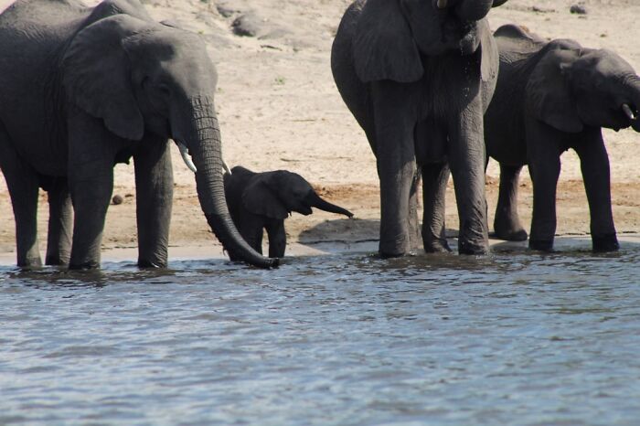 Elephants Elephanting In Namibia