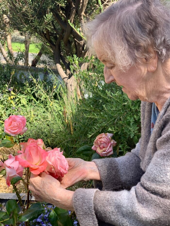My Mum Suffers With Alzheimer’s. She Loved The Flowers On The Rose Bush My Late Dad Gave Me.