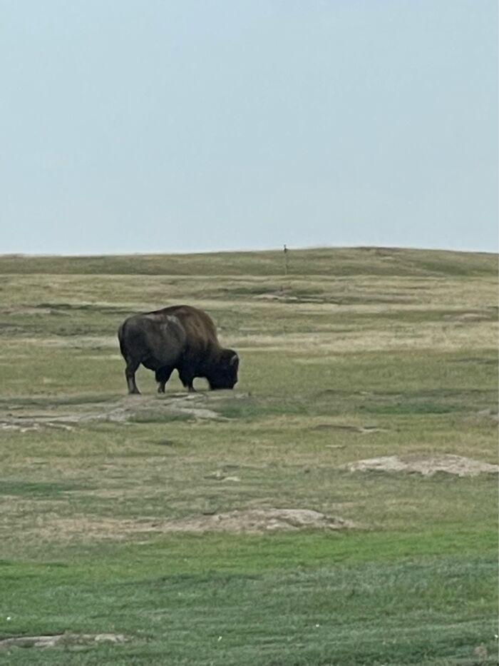 This Wild Buffalo, Which Are Very Rare Since Most Of Them Have Been Tamed