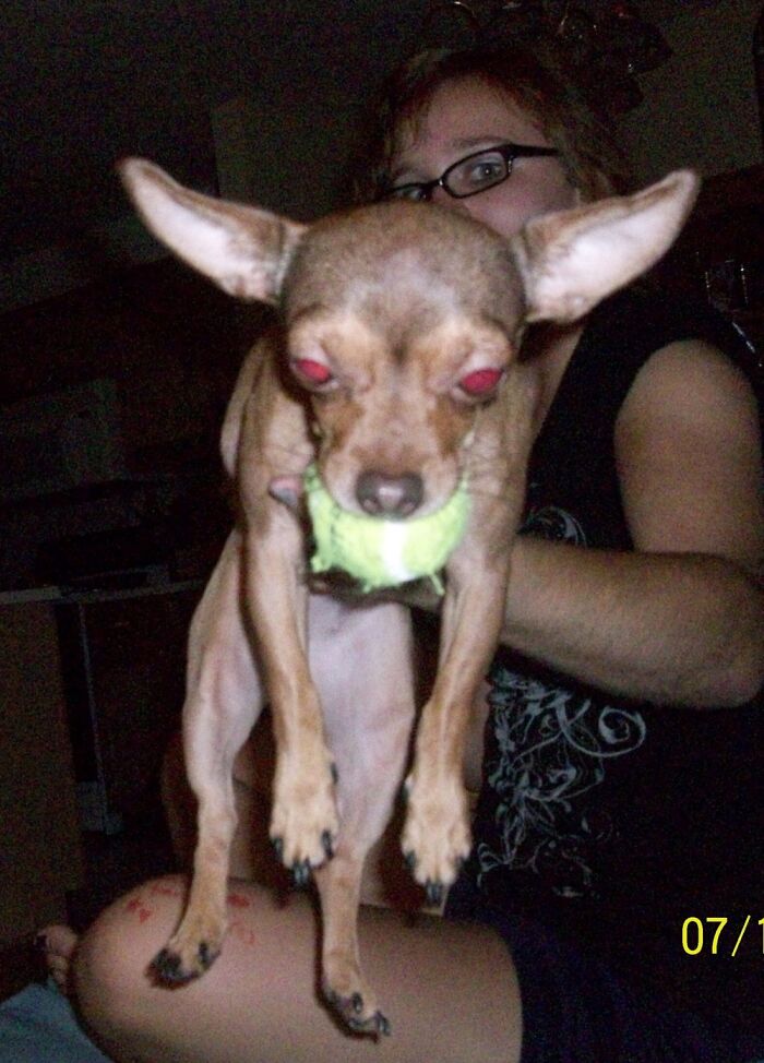 Demon Dog Comes To Steal Your Tennis Balls