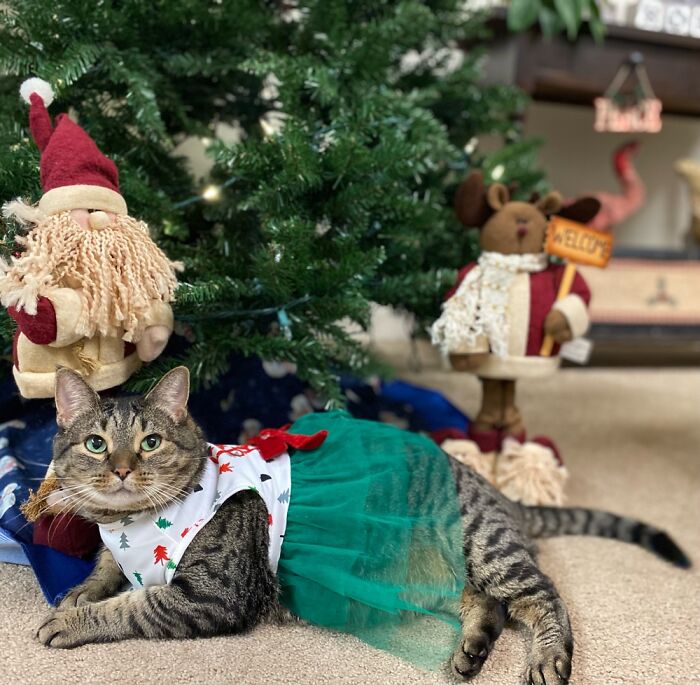Maple The Christmas Cat