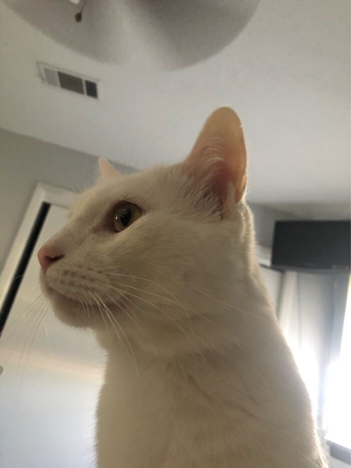 “Boy” Keeping Watch.