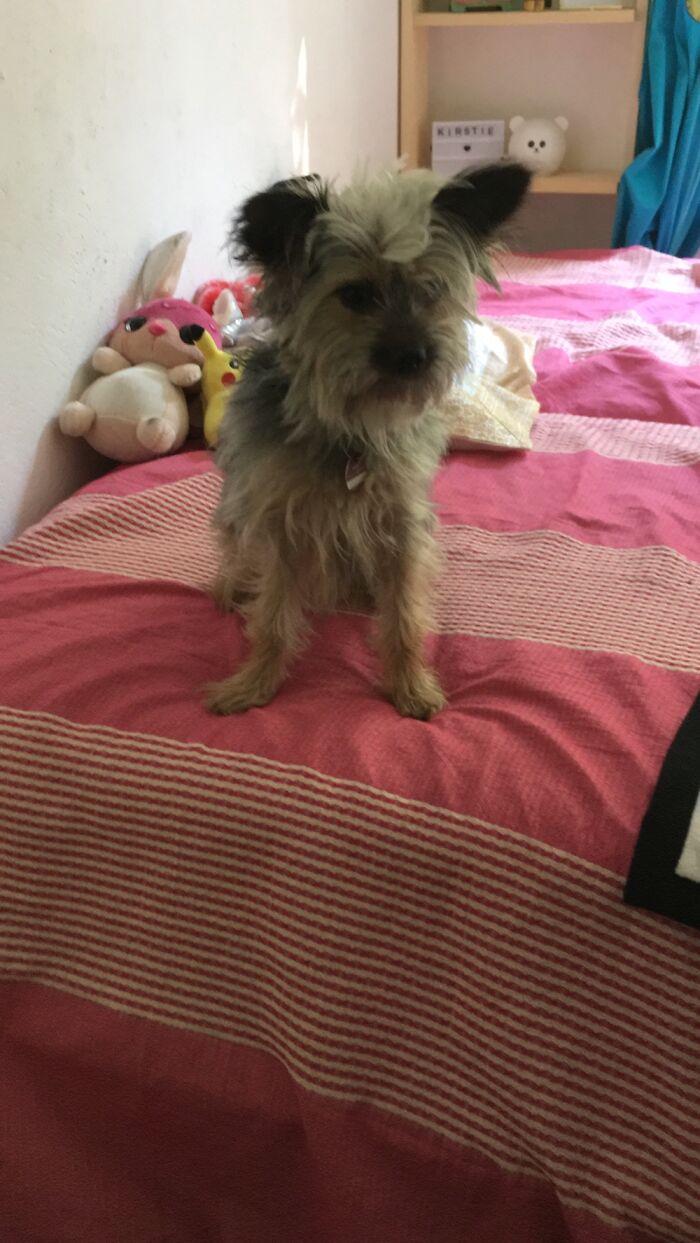 Buddy, My Yorkie-Chihuahua Mix