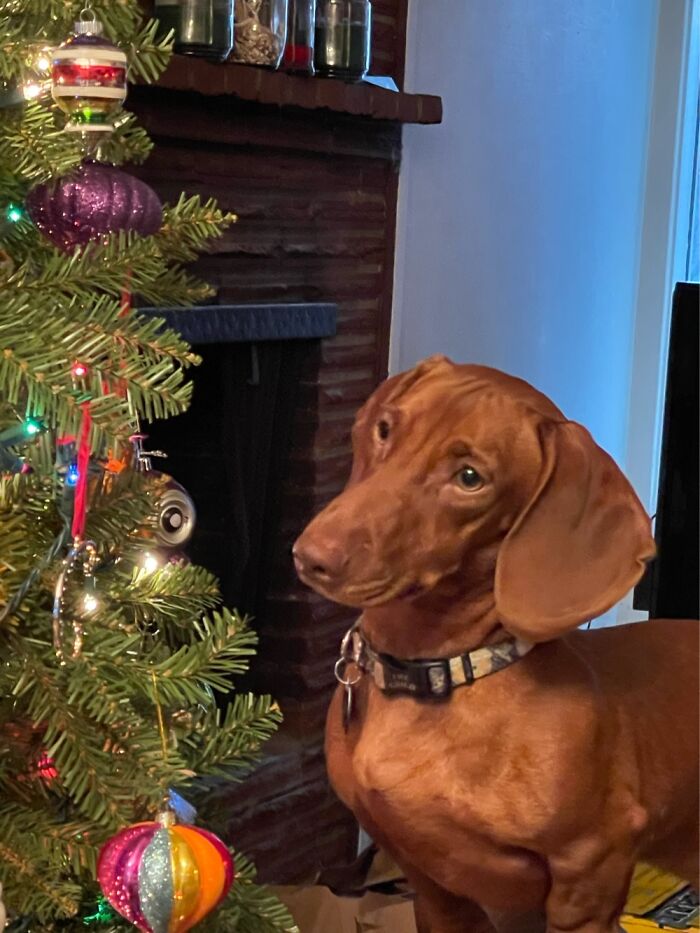 Our Dachshund Admiring Our Old Fashioned Glass Ornaments