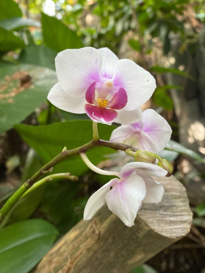 I Took Some Photos Of Flowers At Moody Gardens In Galveston