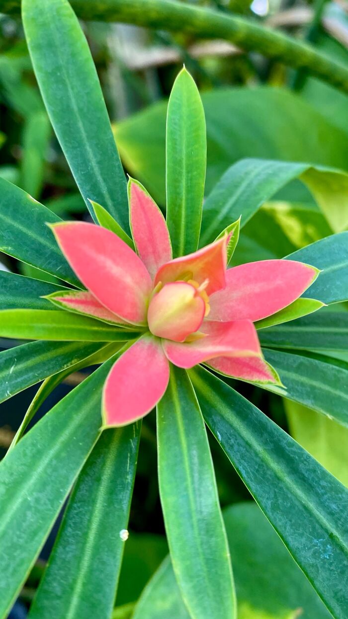 I Took Some Photos Of Flowers At Moody Gardens In Galveston