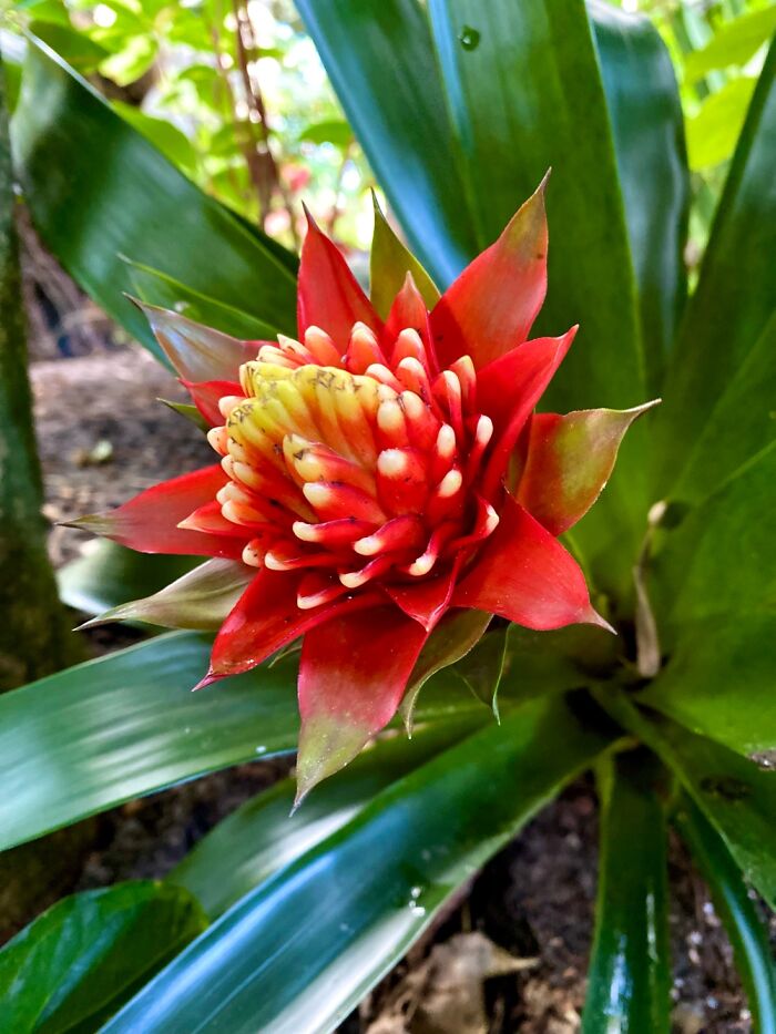 I Took Some Photos Of Flowers At Moody Gardens In Galveston