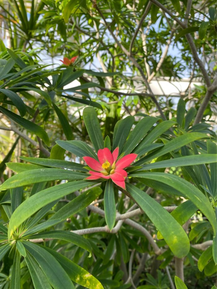 I Took Some Photos Of Flowers At Moody Gardens In Galveston