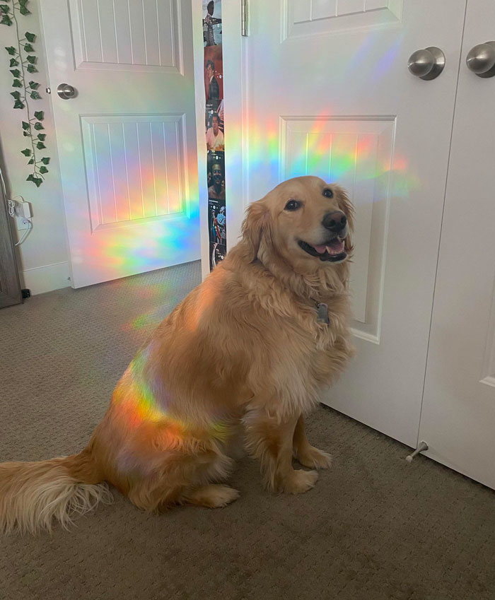 Presenting Rainbow Doggo. She Holy