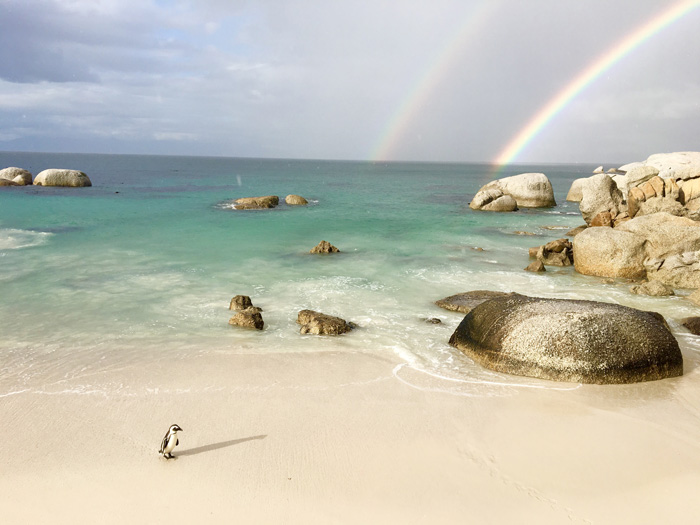 A Friend In South Africa Captured This Adorable Penguin Hangin Out With A Double Rainbow