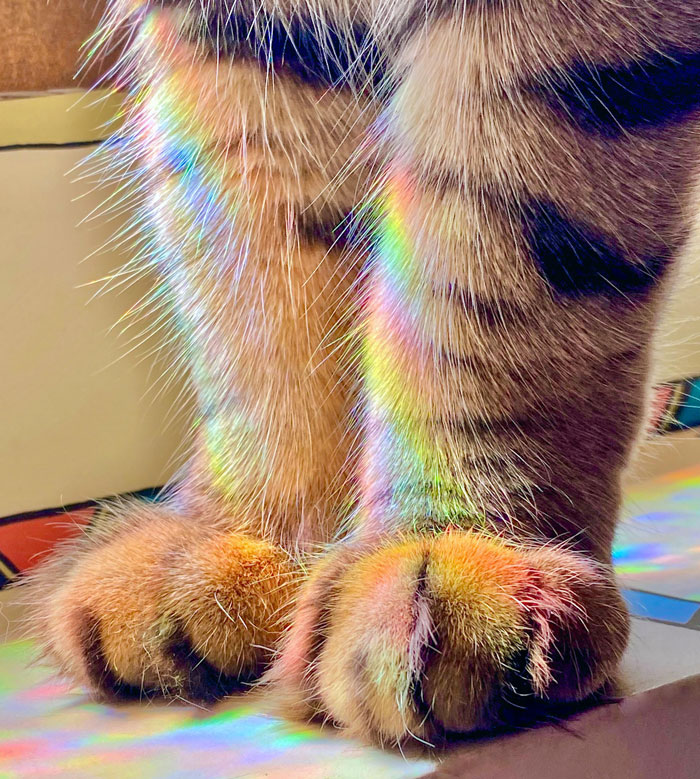 My Kitten Stopped To Stand In A Rainbow Today