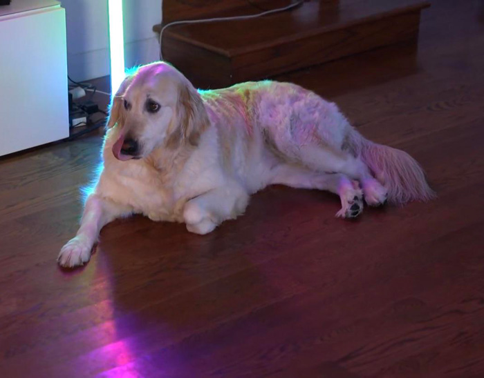 Can We Just Appreciate How Pretty Chica Is In The Rainbow Light