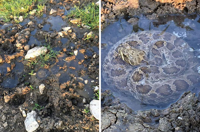 Encontraron esta serpiente de cascabel bañándose en un charco que era una huella de vaca