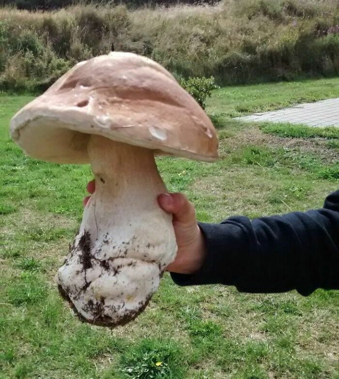 This Mushroom I Found 5 Years Ago