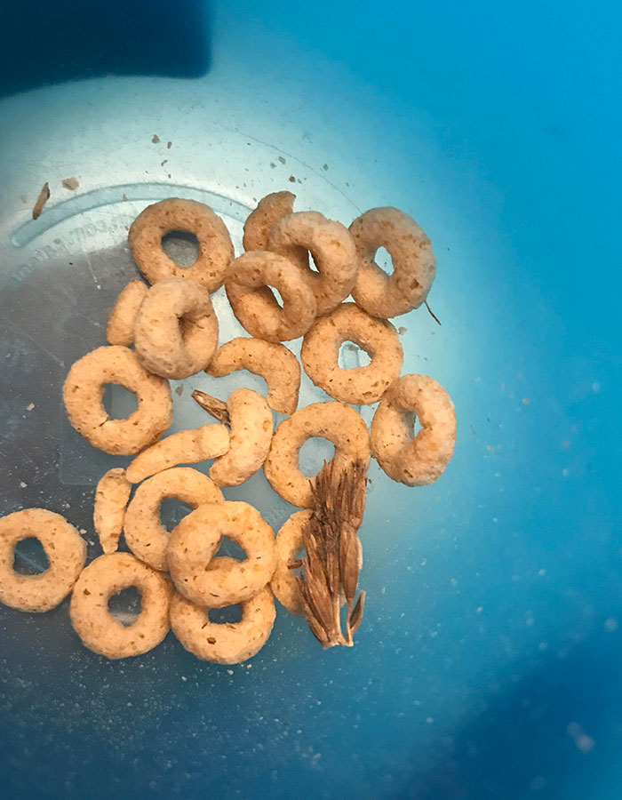 There Were (Literally) Whole Grains In My Son’s Cheerios