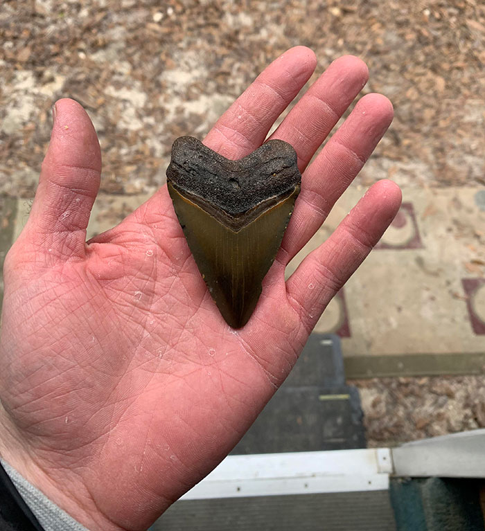 Megalodon Tooth I Found In A Dirty Florida Creek