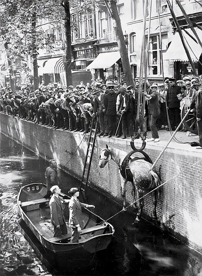 Rescuing A Horse That Fell In The Canal. Amsterdam, 1929